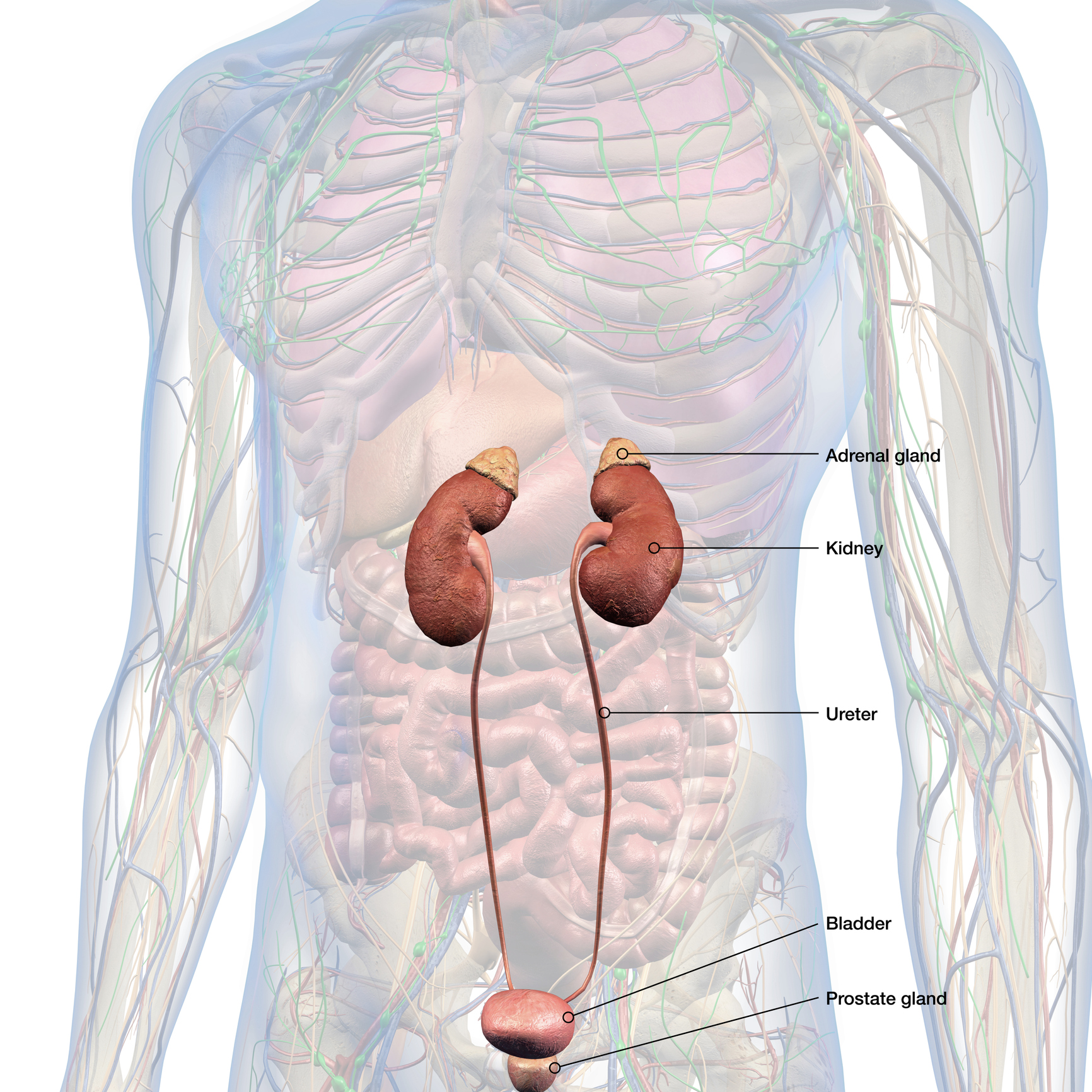 position of adrenal gland in human body