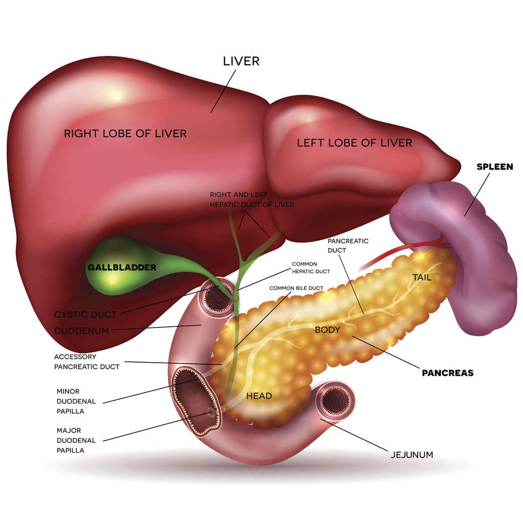 DIAGRAM Stomach Pancreas Diagram MYDIAGRAM ONLINE