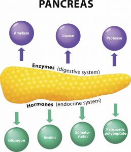Illustration of pancreas endocrine v. exocrine